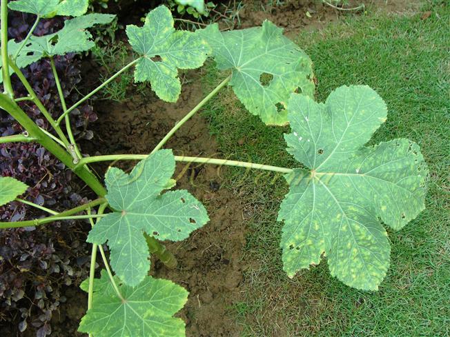  Leaves